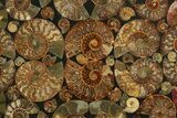 Eye-Catching, Sliced Ammonite Fossil Coffee Table #280212-3